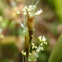 Callisia repens (Jacq.) L.